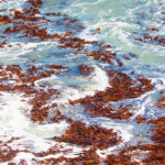 Forensic Carbon Accounting: Assessing the role of seaweeds for carbon sequestration
